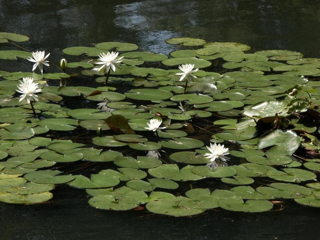 Matsusaki