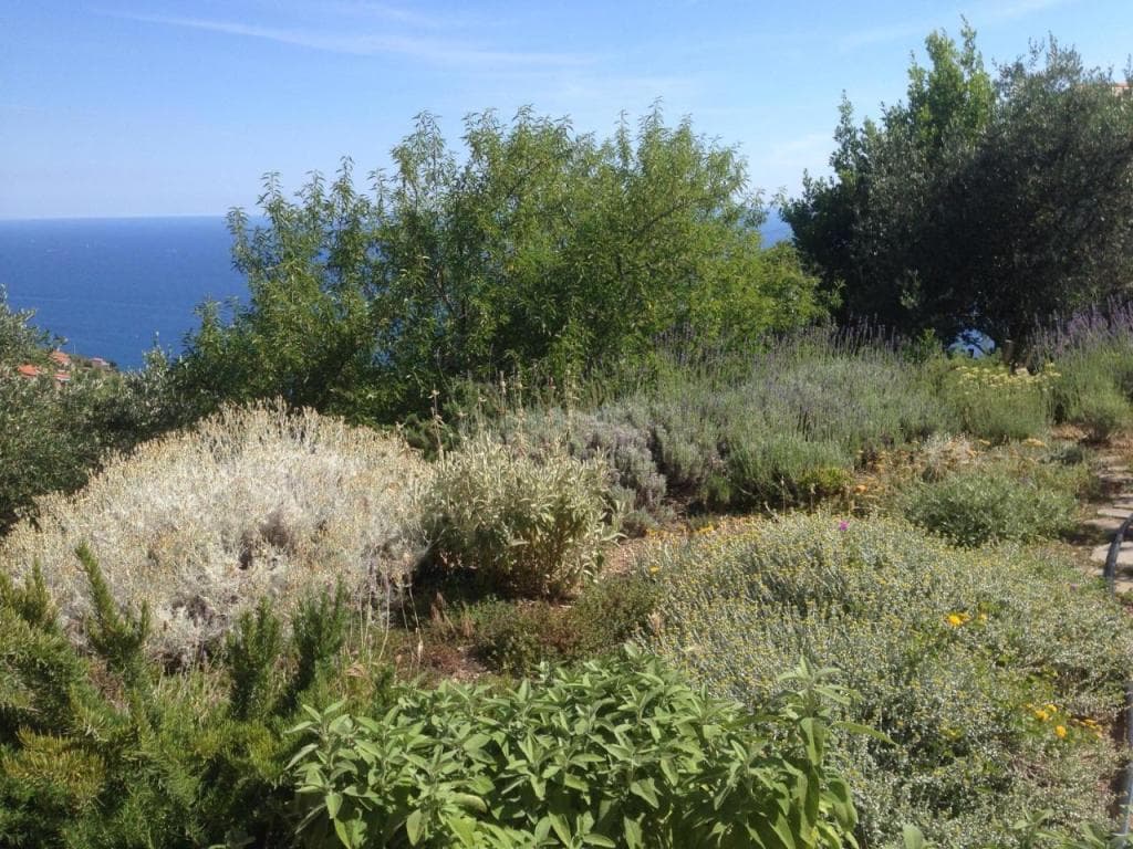 Il Nettare