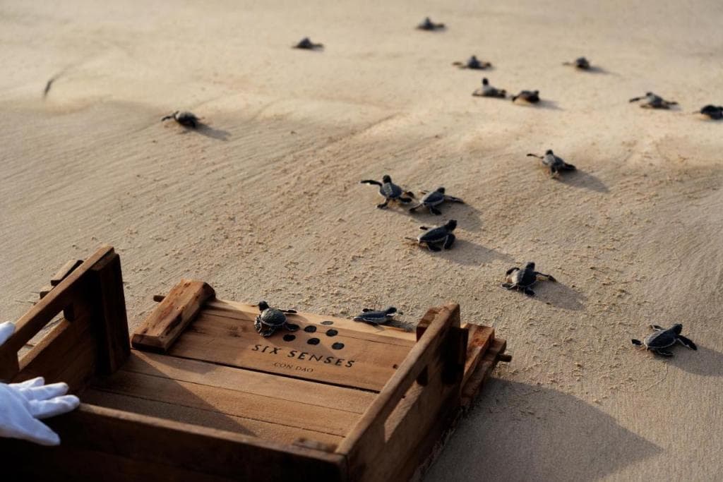 Six Senses Con Dao - Turtle Island Paradise