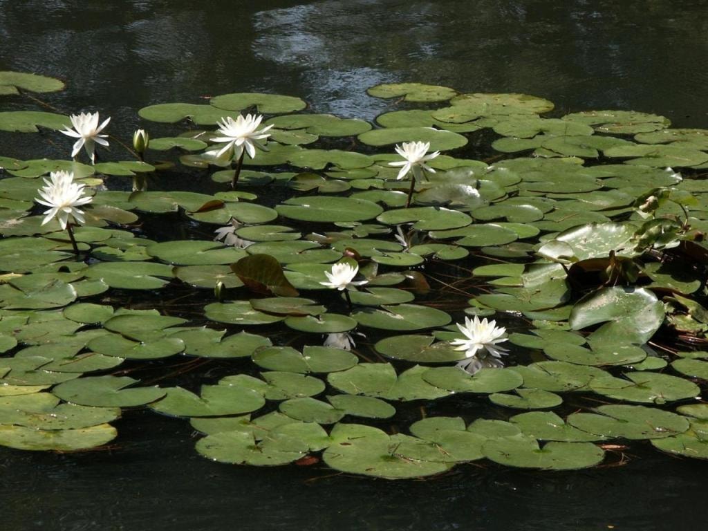 Matsusaki