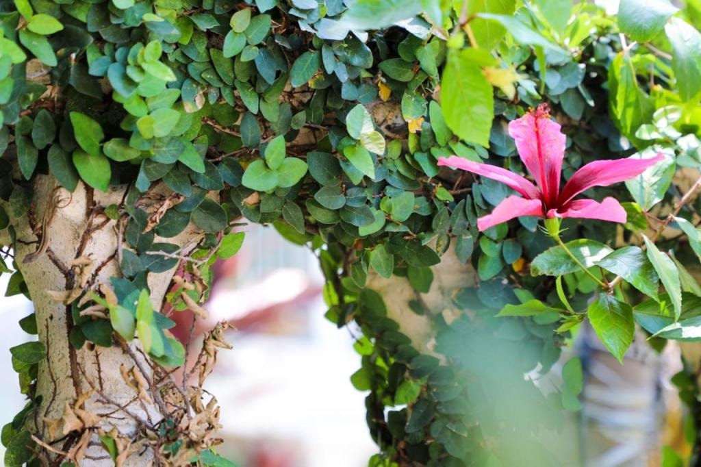 Almond Tree Inn - Adults Only, Key West, USA, Downtown Key West