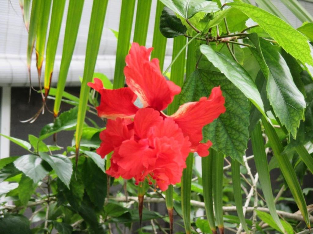 Coco Plum Inn, Key West, USA, Downtown Key West
