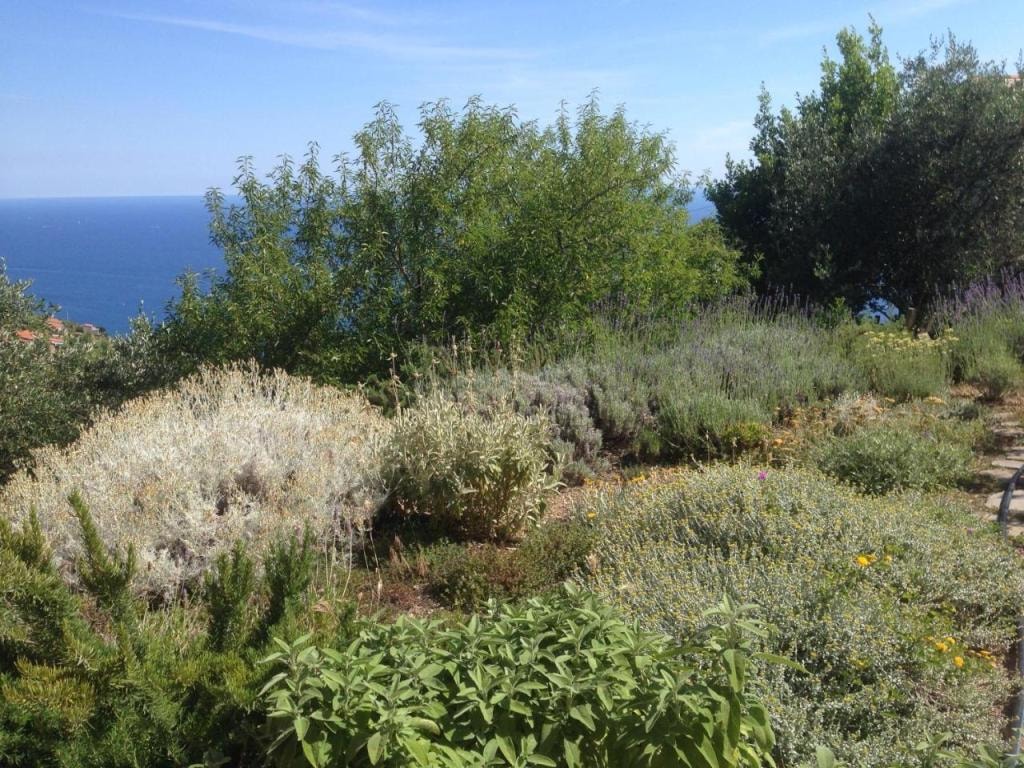 Il Nettare