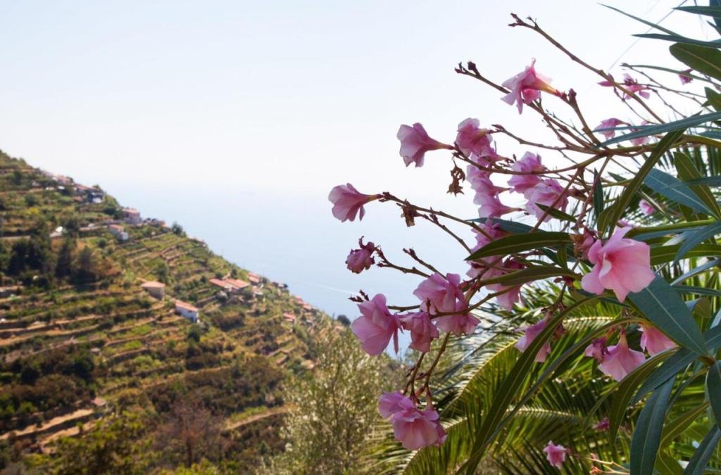 Il Nettare