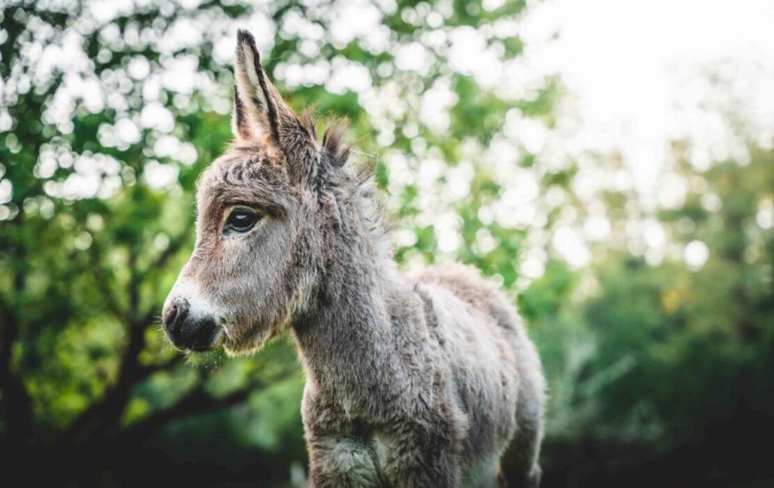Domaine Jean-Got, proche de Saint Emilion