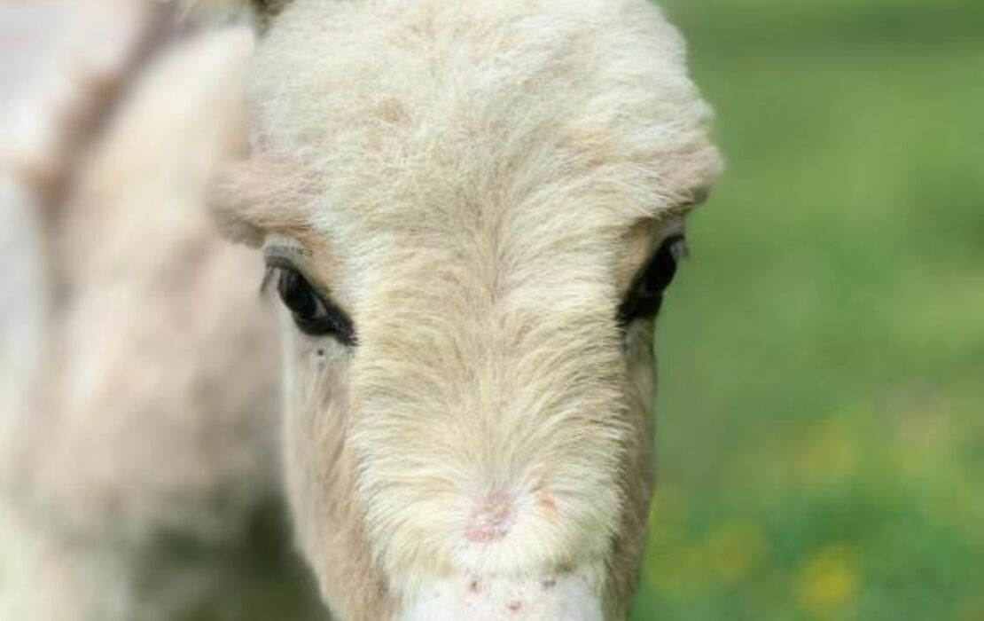 Domaine Jean-Got, proche de Saint Emilion