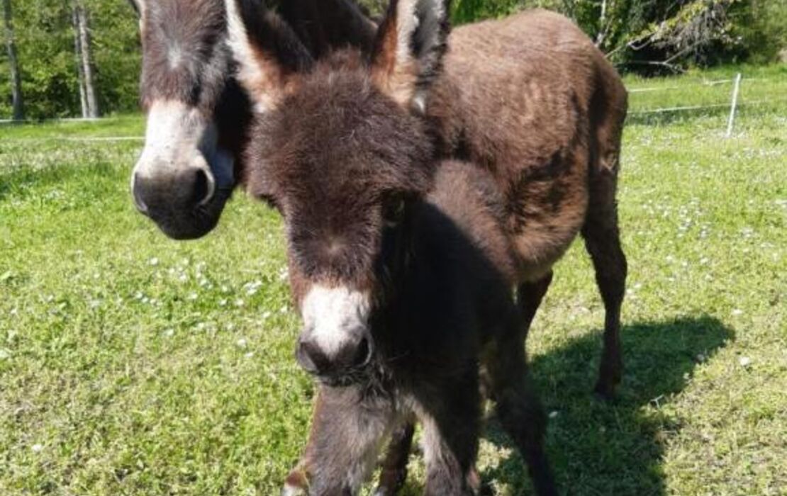 Domaine Jean-Got, proche de Saint Emilion