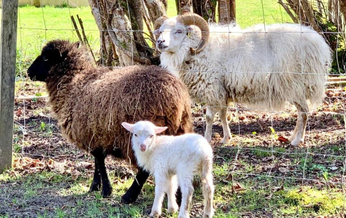 Domaine Jean-Got, proche de Saint Emilion