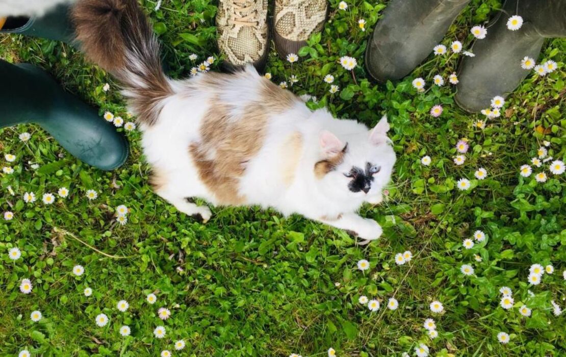 Domaine Jean-Got, proche de Saint Emilion