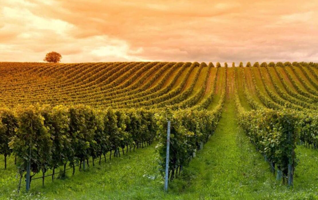 Domaine Jean-Got, proche de Saint Emilion