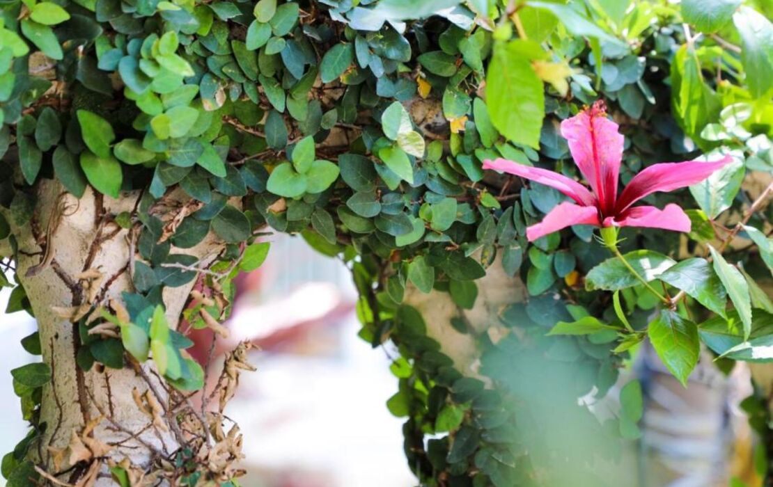 Almond Tree Inn - Adults Only