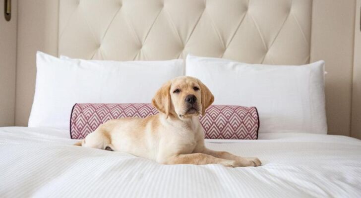 Fairmont Washington DC Gold Experience