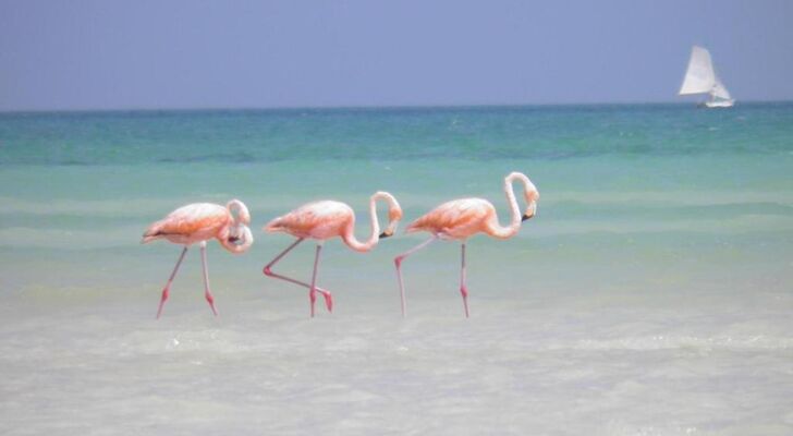 Casa Punta Coco & Beach Club