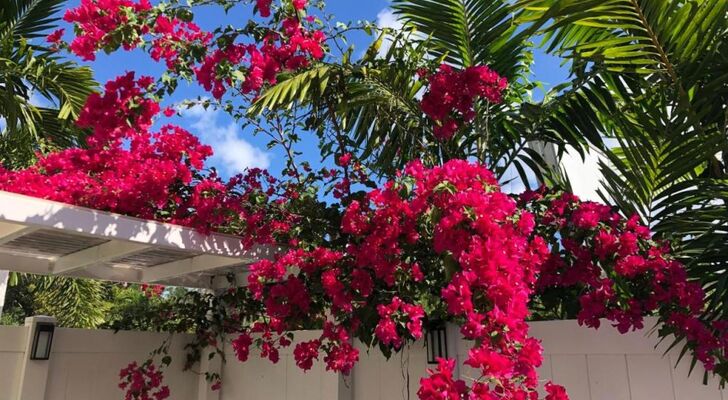 The Big Coconut Guesthouse - Gay Men's Resort