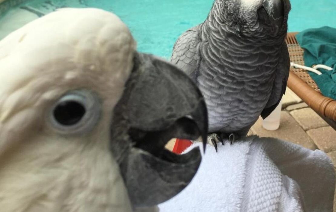 Calypso Inn Wilton Gay Male Resort