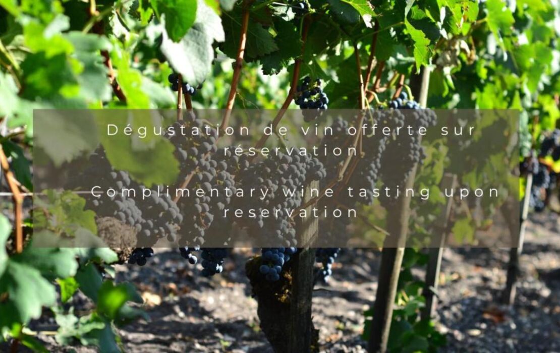 Château Léognan, Domaine viticole - proche Bordeaux