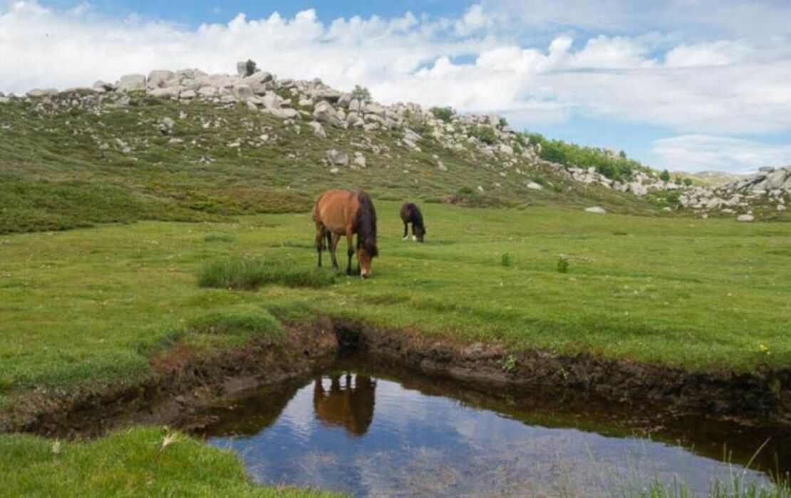 Domaine Le Mouflon D'Or