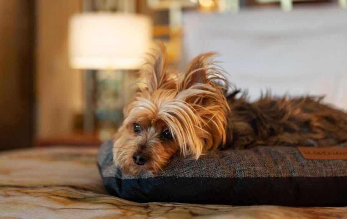 Wine & Books Lisboa Hotel