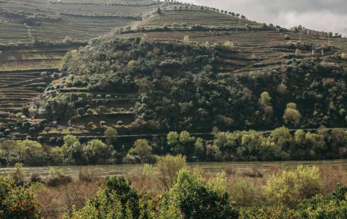 Torel Quinta da Vacaria - Douro Valley